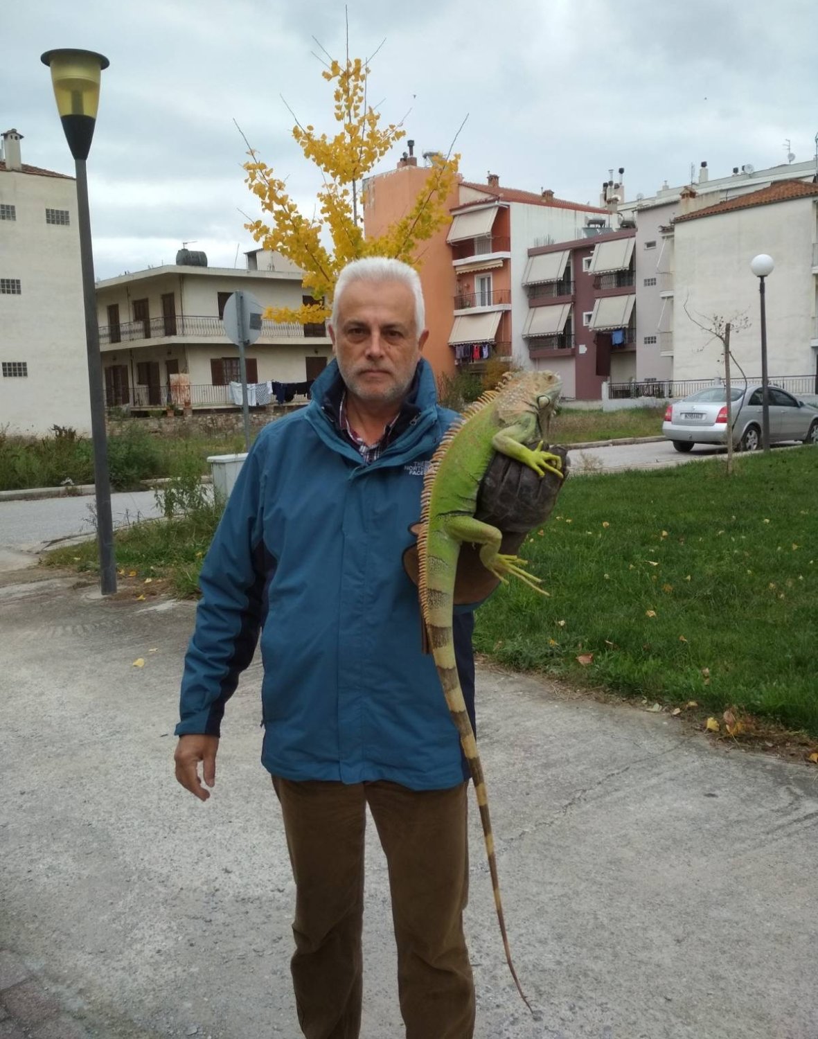 Ιγκουάνα Larissanet.gr