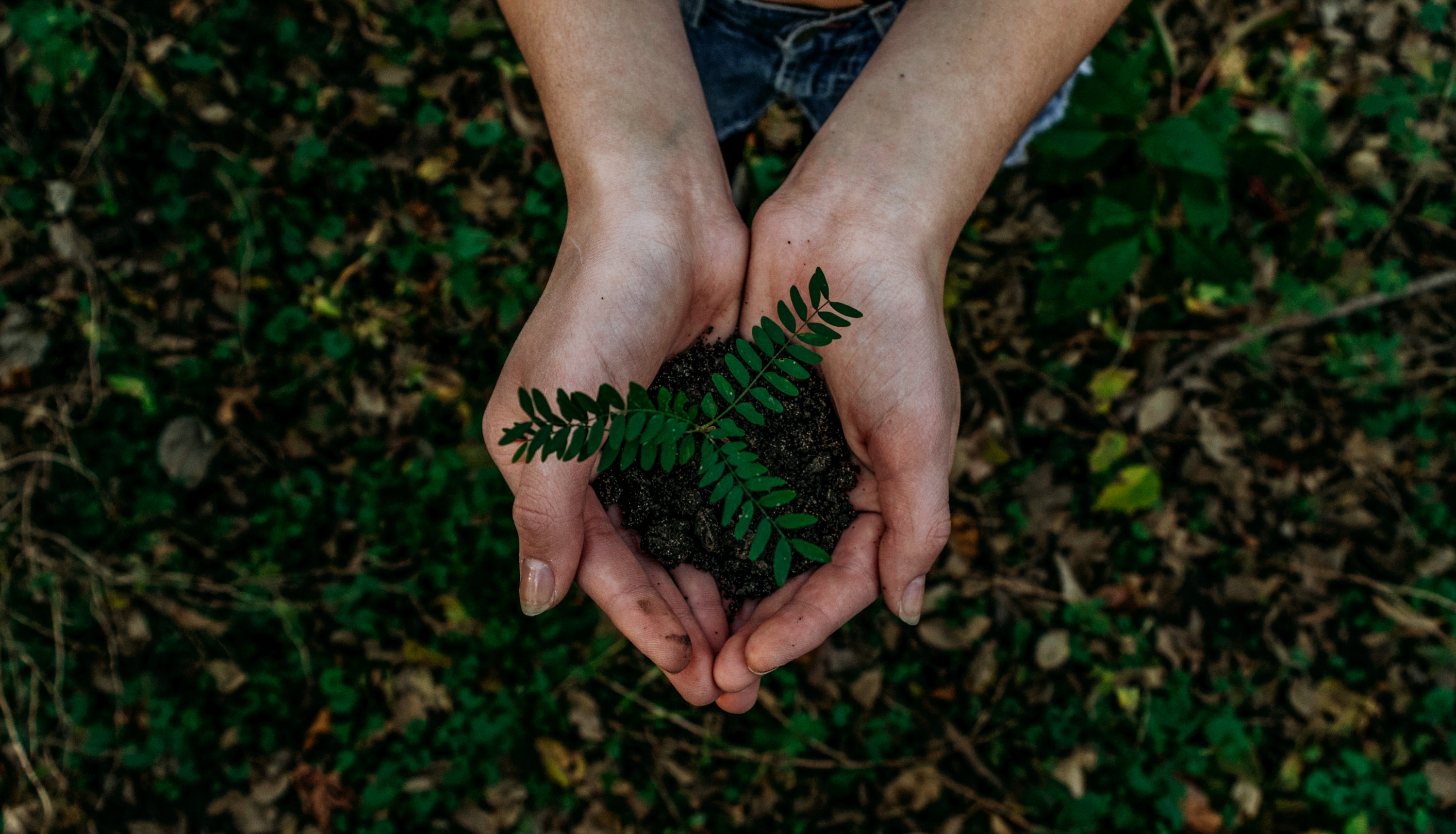 noah-buscher-x8ZStukS2PM-unsplash.jpg αναδάσωση