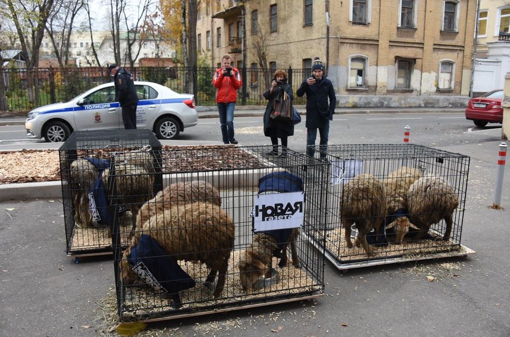 probata-rwsia.jpg πρόβατα