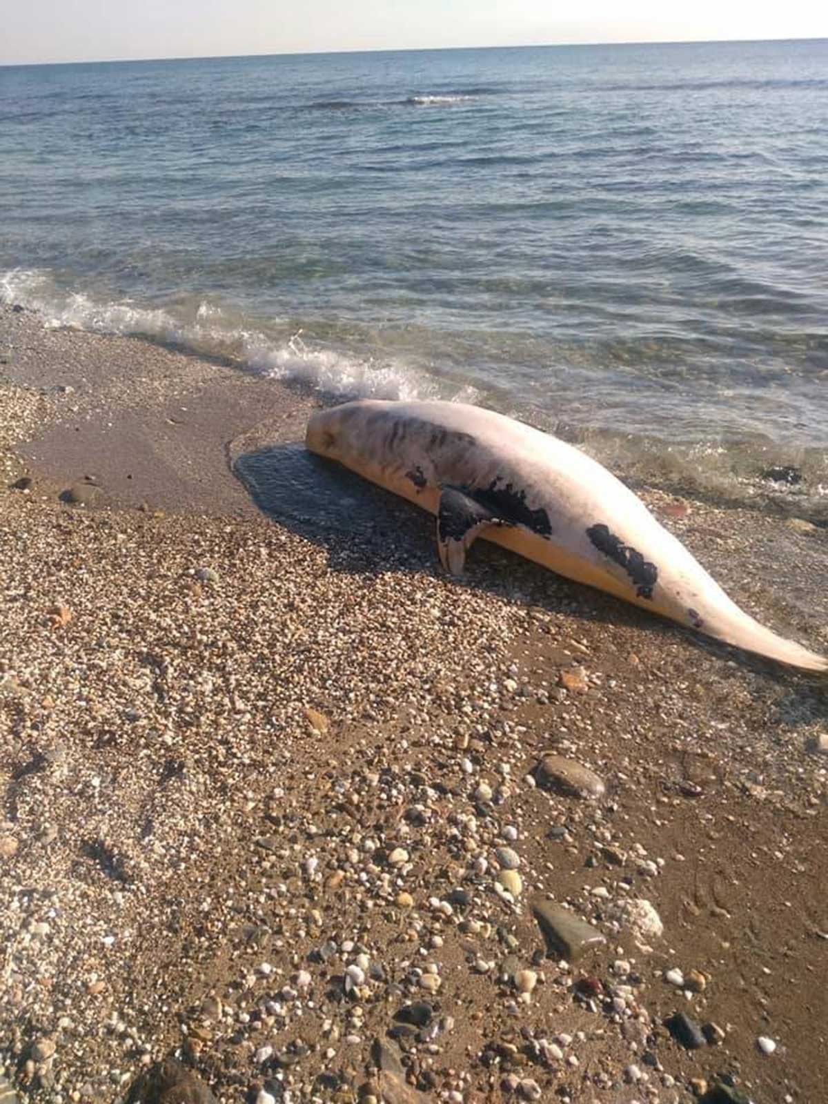 pigi-eleni_zabi2c_nekro_stahtodelfino.jpg pigi-eleni_zabi2c_nekro_stahtodelfino.jpg