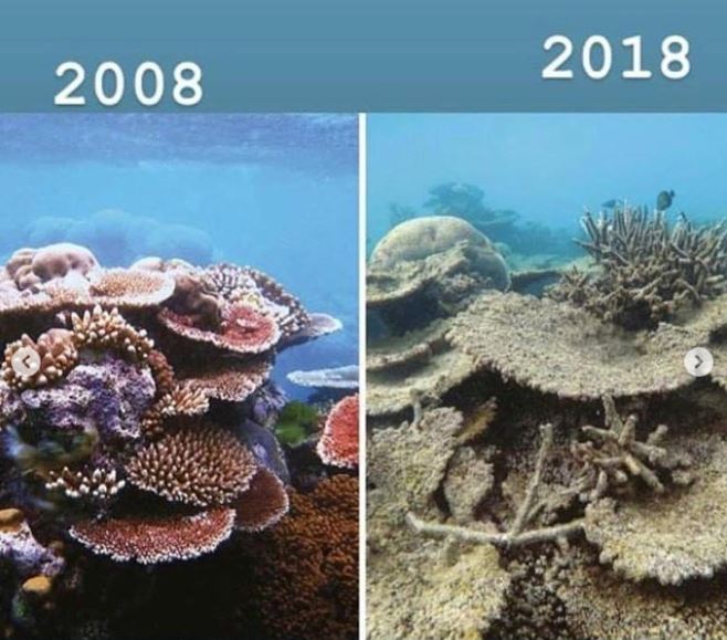 Κοράλλια korallia.jpg