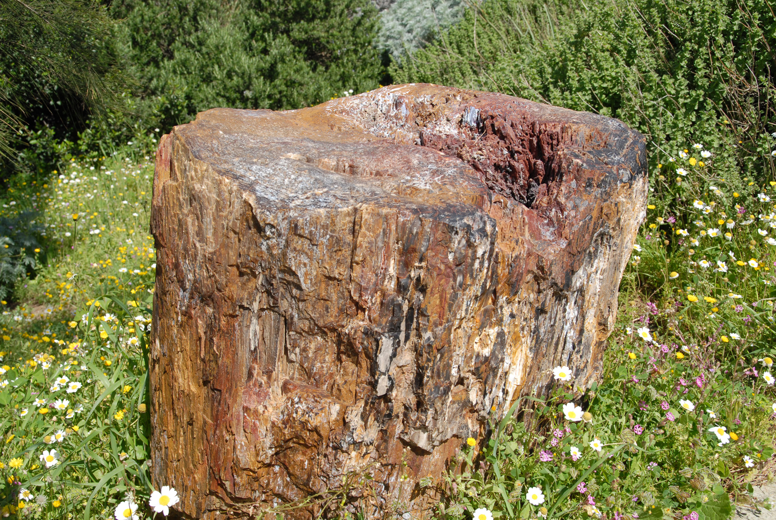 dsc_0087.jpg dsc_0087.jpg
