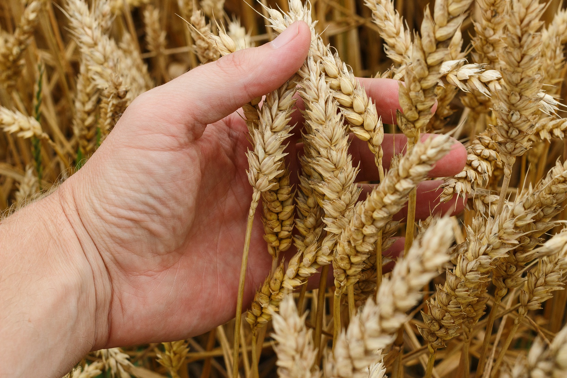 wheat-1530321_1920.jpg wheat-1530321_1920.jpg