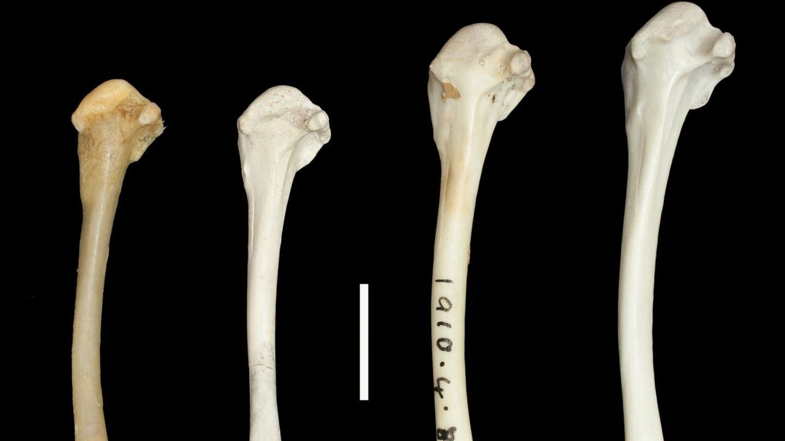 bones.jpg bones.jpg