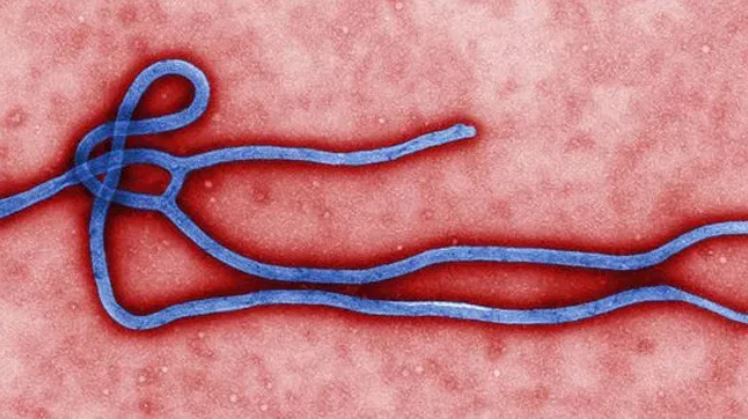 ebola.jpg ebola.jpg