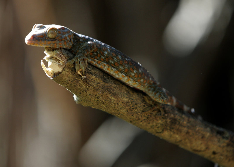 gecko.jpg gecko.jpg