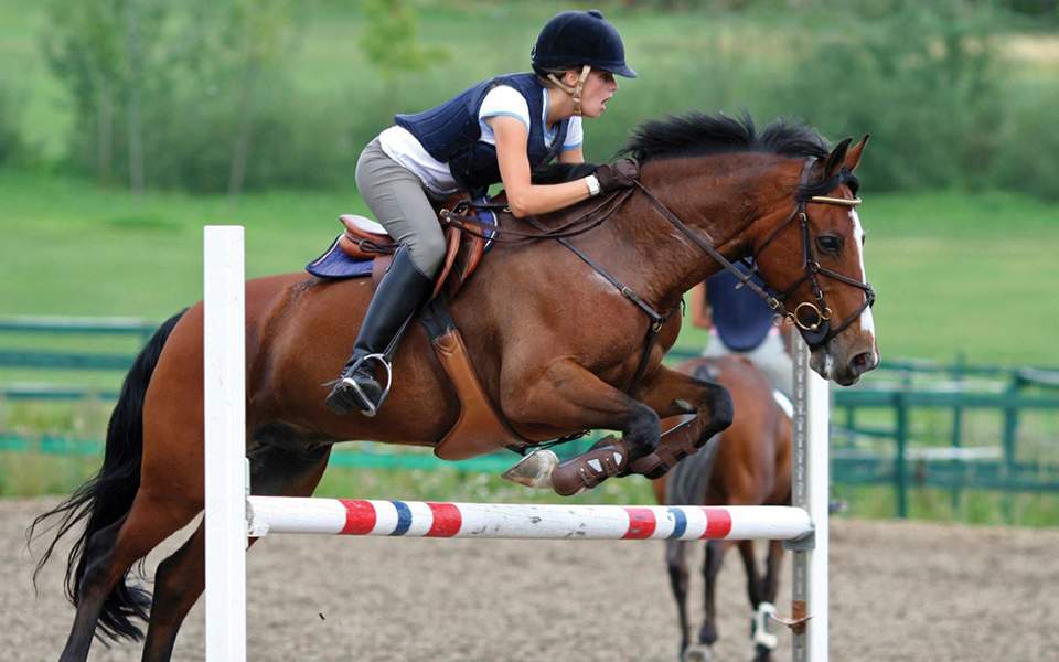 horse2.jpg horse2.jpg