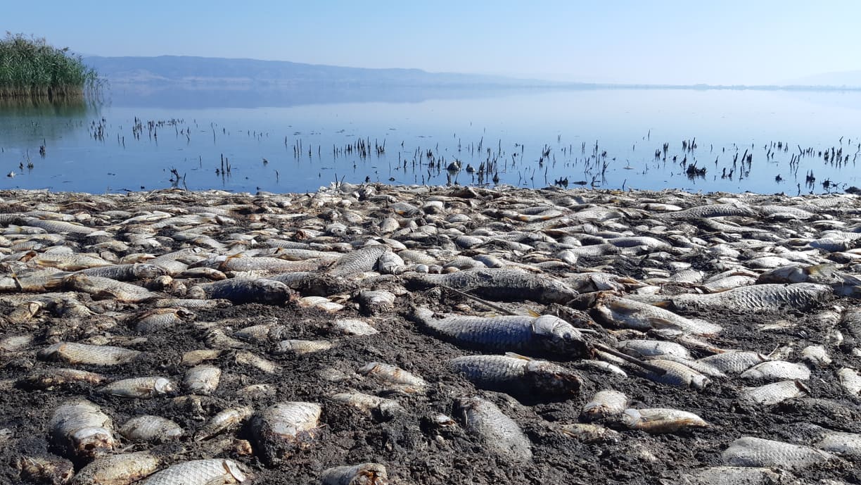 psaria-koroneia2.jpg psaria-koroneia2.jpg