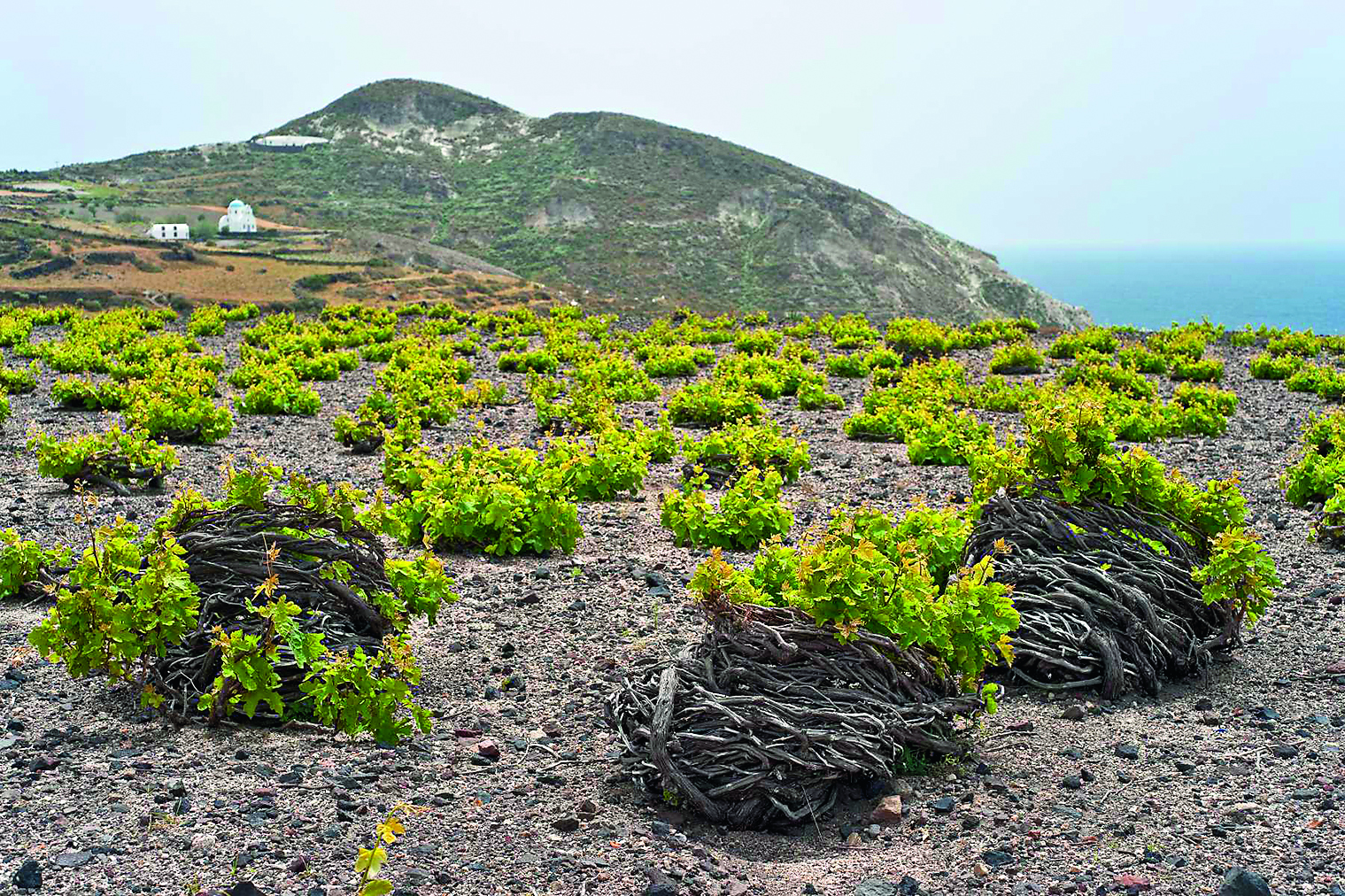 sanotrini-winery-vasily-mulyukin-shutterstock.jpg sanotrini-winery-vasily-mulyukin-shutterstock.jpg