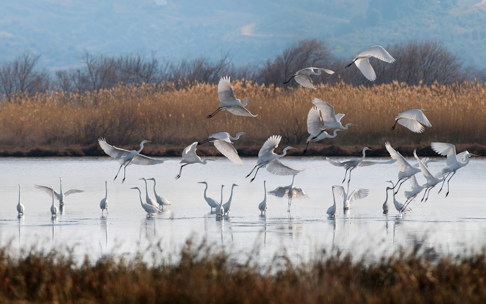 birds.jpg birds.jpg