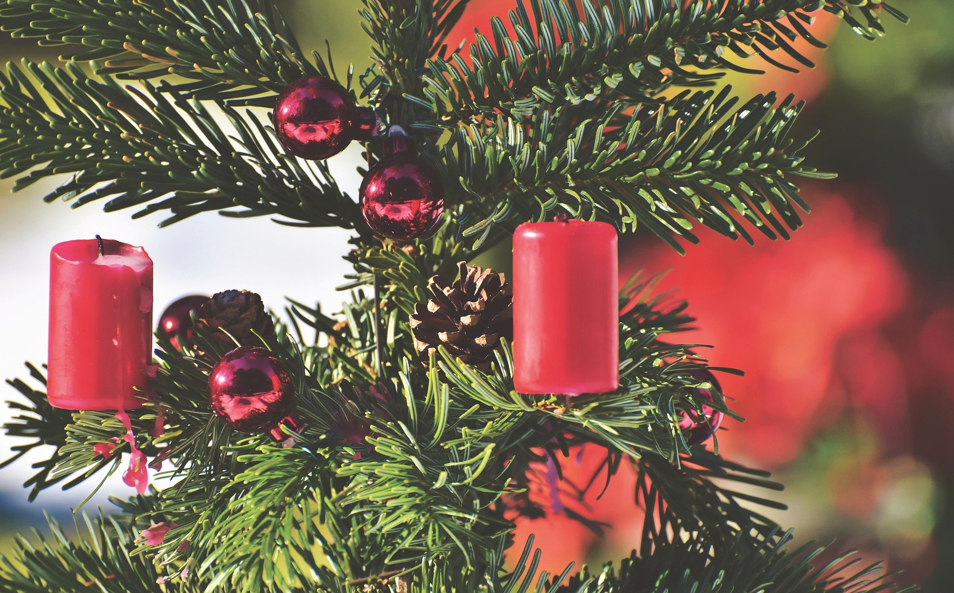 christmas-tree-4596104_1920.jpg Χριστουγεννιάτικο δέντρο