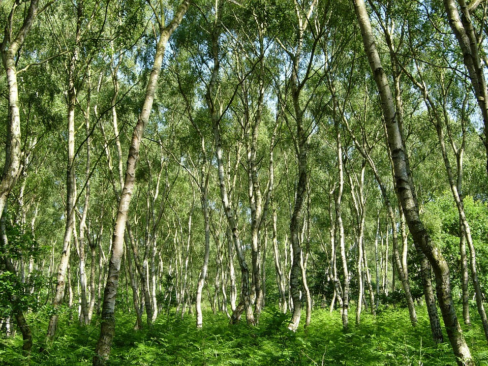 sherwood-forest-2797686_960_720.jpg sherwood-forest-2797686_960_720.jpg