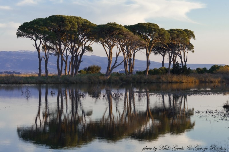 koykoynaries-pinus-pinea_m.-goyla-g.-parhas.jpg koykoynaries-pinus-pinea_m.-goyla-g.-parhas.jpg