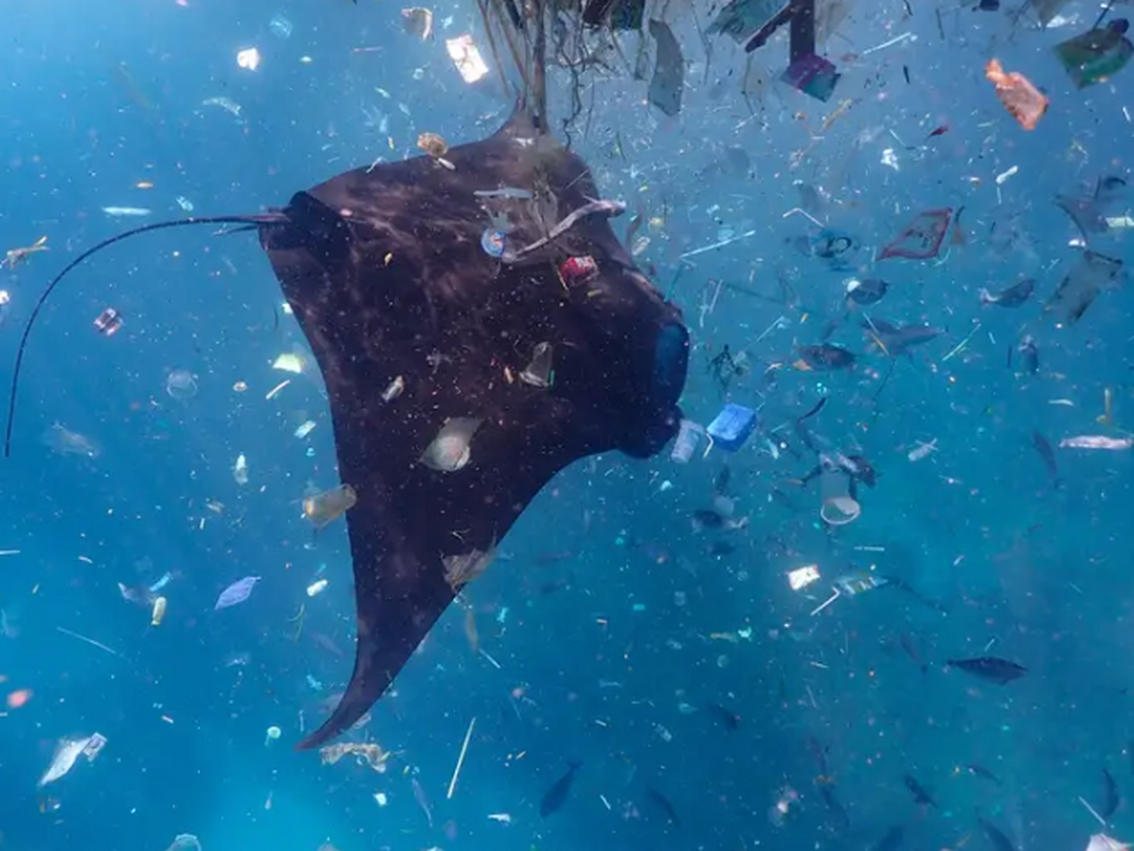 skoupidia.png skoupidia.png