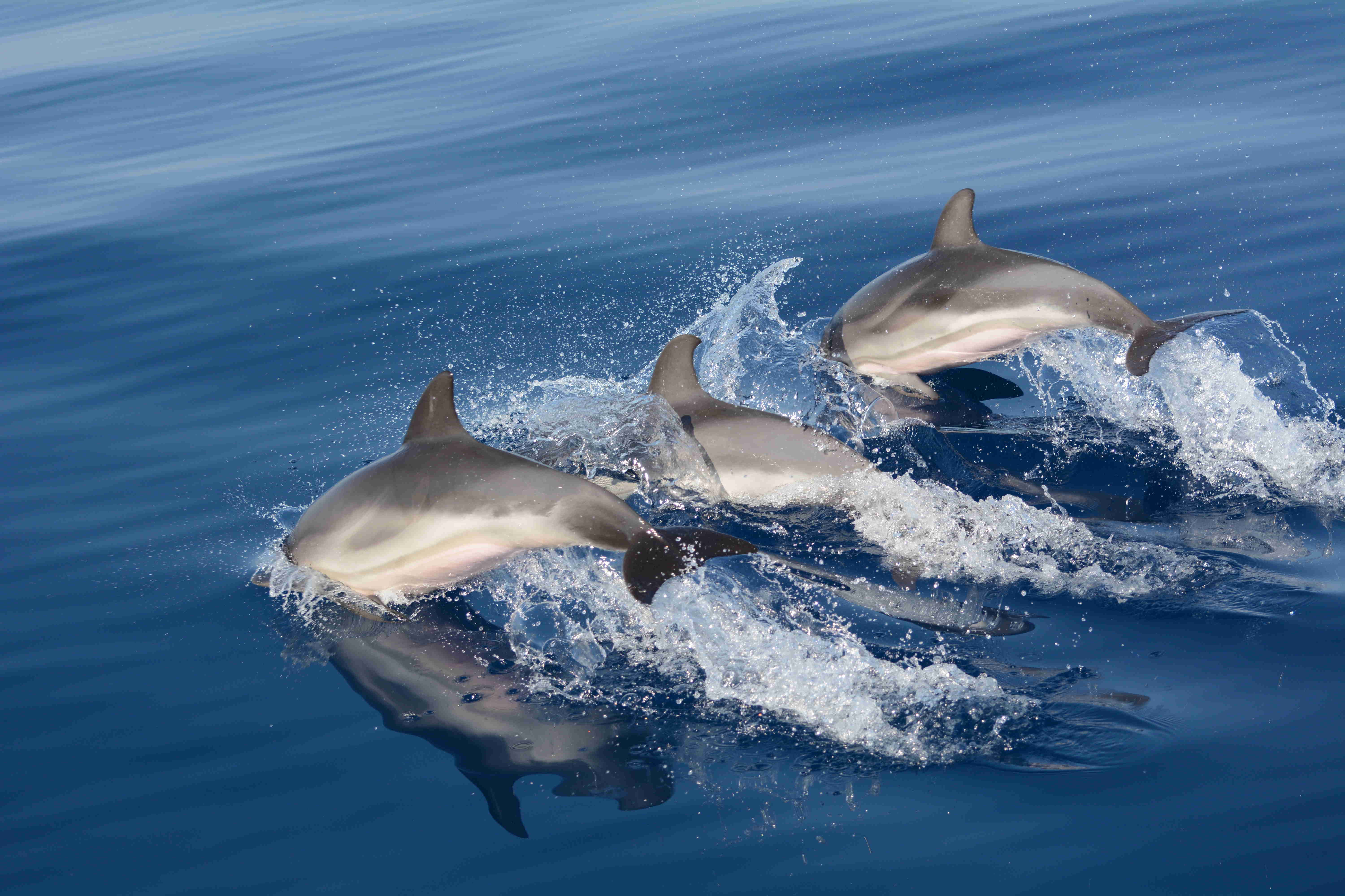 dolphins_photo_niki_pardalou.jpg dolphins_photo_niki_pardalou.jpg