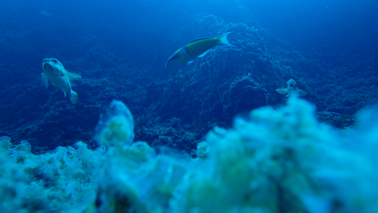 fishlab_underwater_photo_donna_dimarchopoulou.png fishlab_underwater_photo_donna_dimarchopoulou.png
