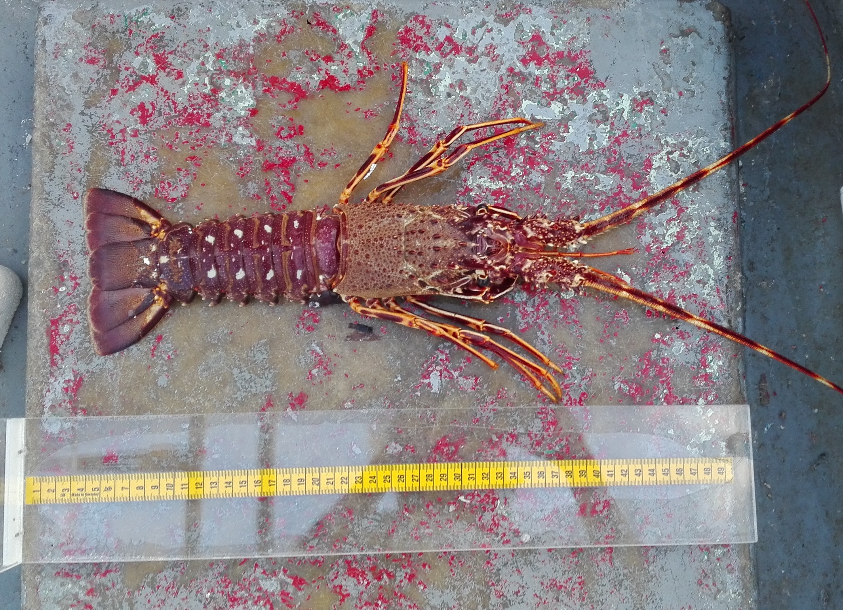 lobster.jpg lobster.jpg