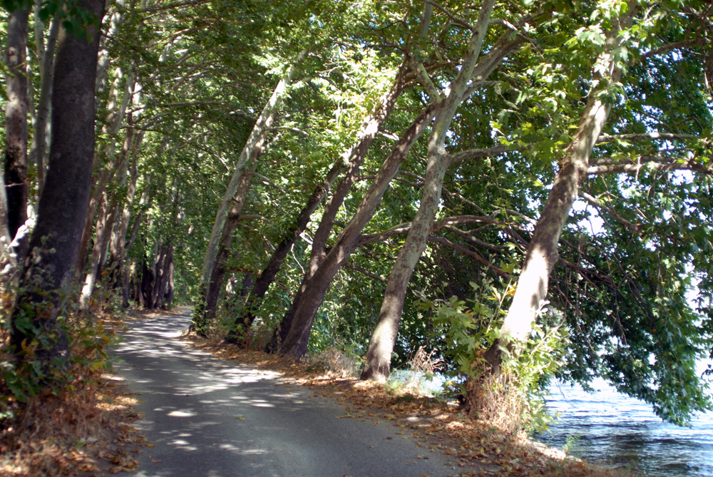 dsc_0012.jpg dsc_0012.jpg