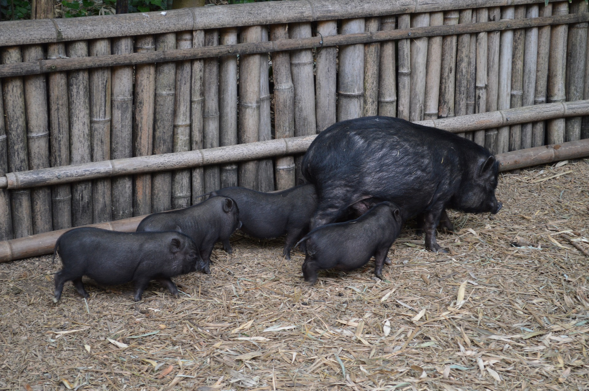 pig-2257051_1920.jpg pig-2257051_1920.jpg