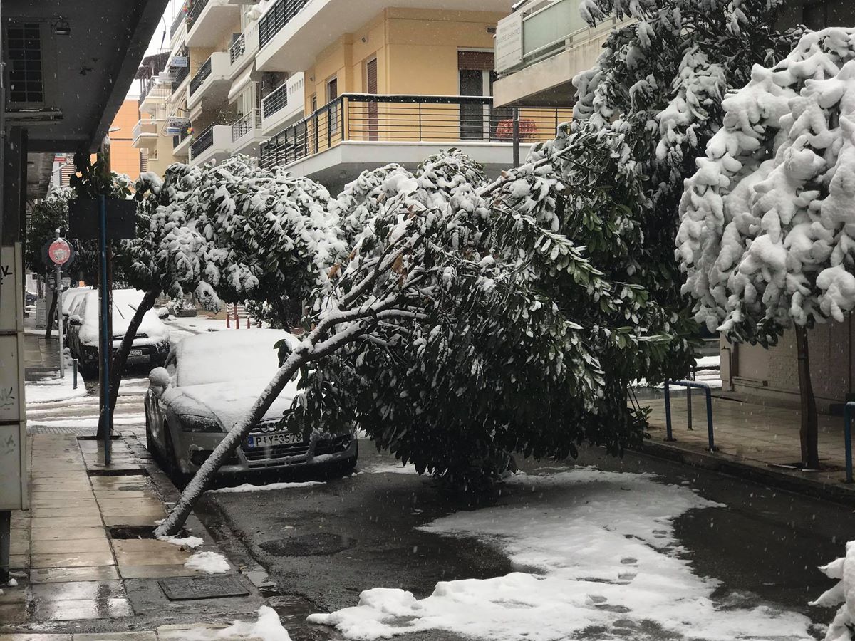 dedro2-dentra-xionia.jpg Η χιονόπτωση έφερε πτώσεις δέντρων στην πόλη της Λάρισας και μάλιστα στο κέντρο της.