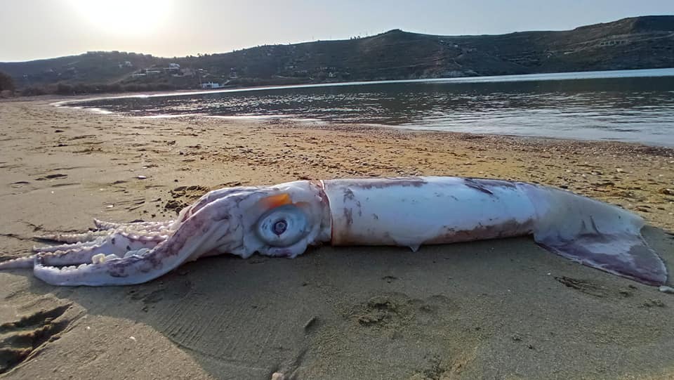 kalamari1.jpg θράψαλο γίγας στην Κέα