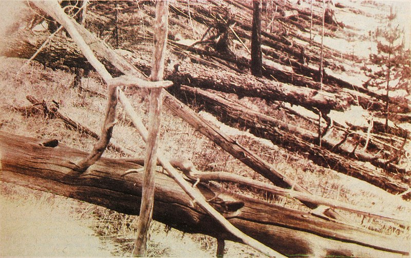 800px-tunguska_event_fallen_trees.jpg 800px-tunguska_event_fallen_trees.jpg