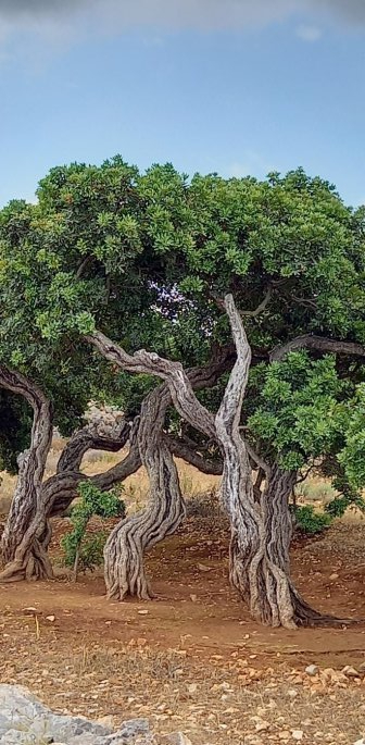 chios6_0_1.jpg chios6_0_1.jpg