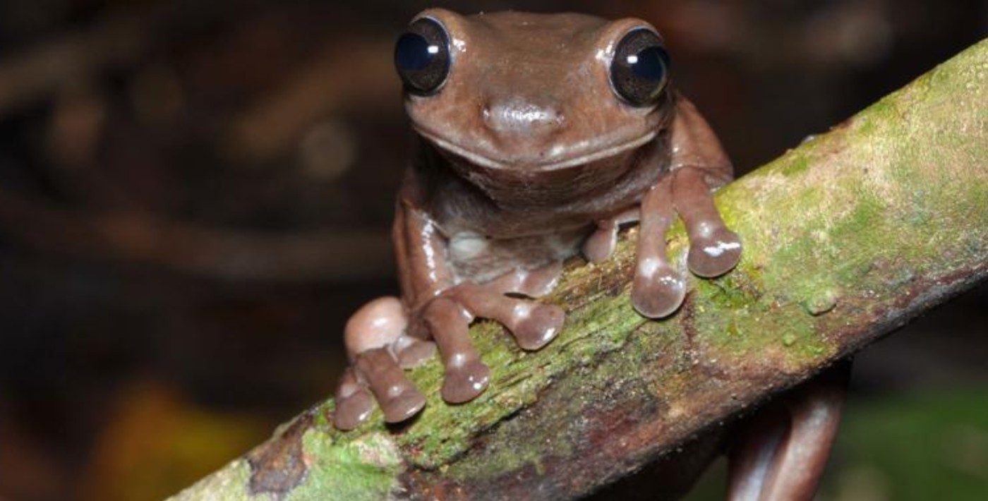 chocolate-frog-released-queensland-museum-network.jpg chocolate-frog-released-queensland-museum-network.jpg