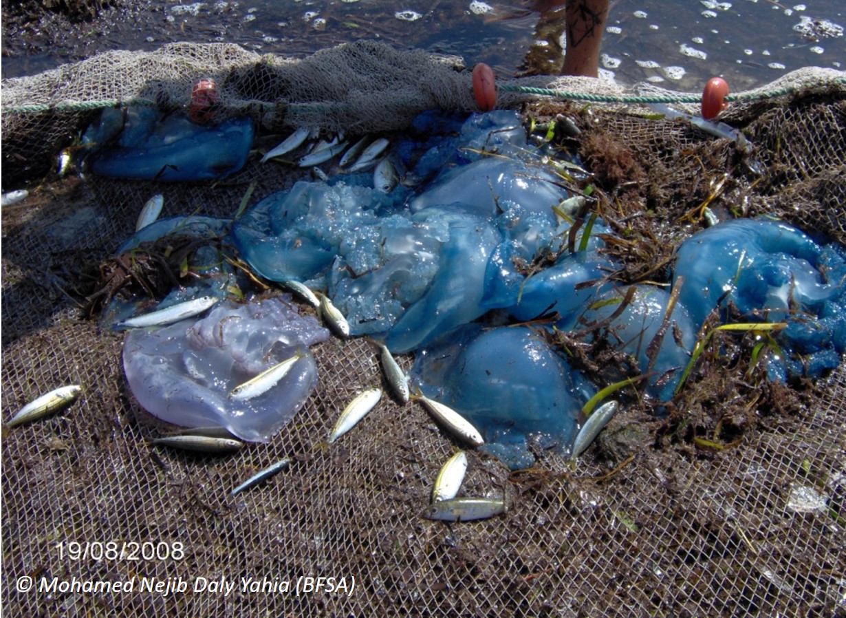 jellyfish_c_mohamed_najib.jpg