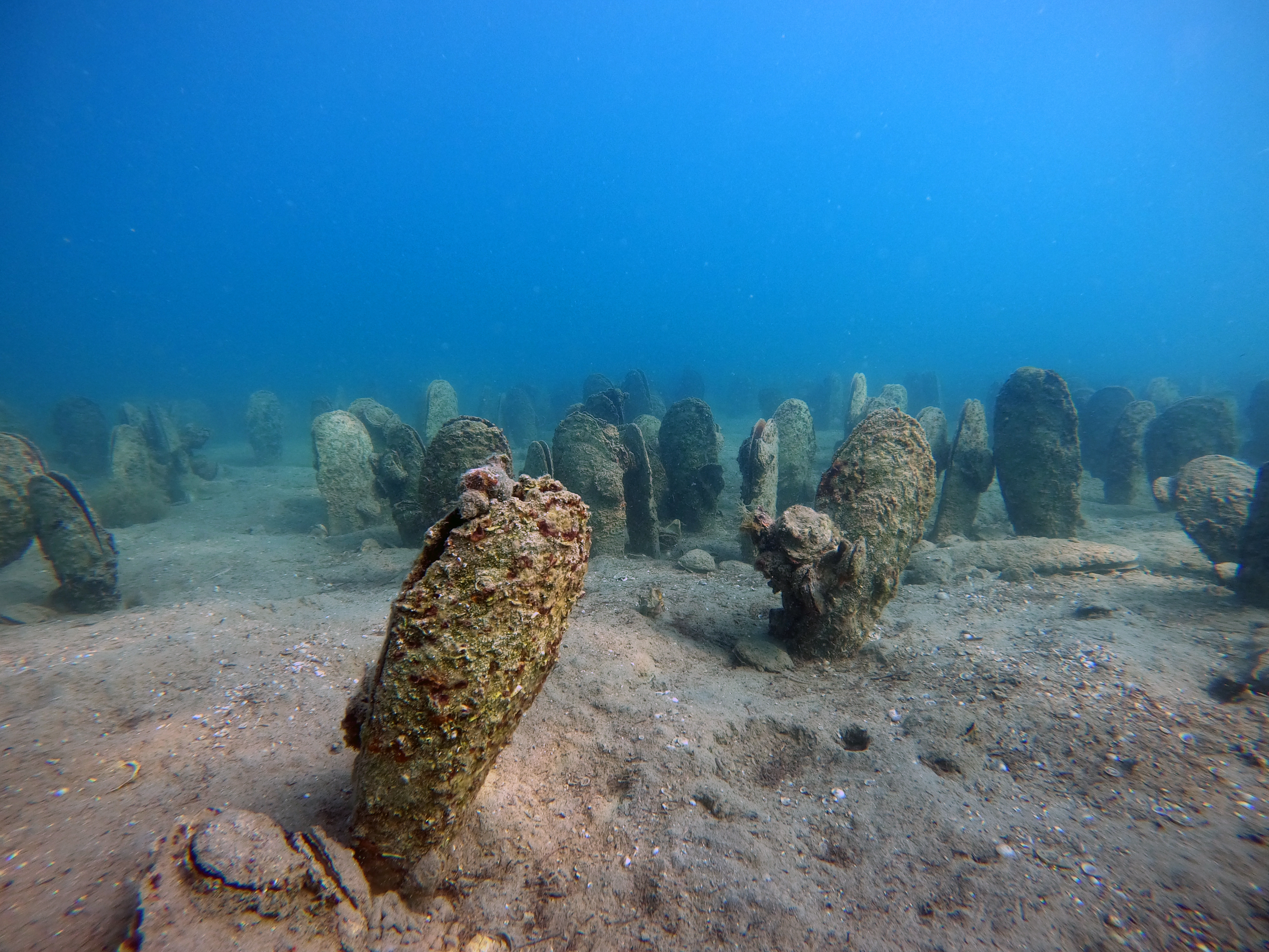 pinna_nobilis_c_miramarempa.jpg