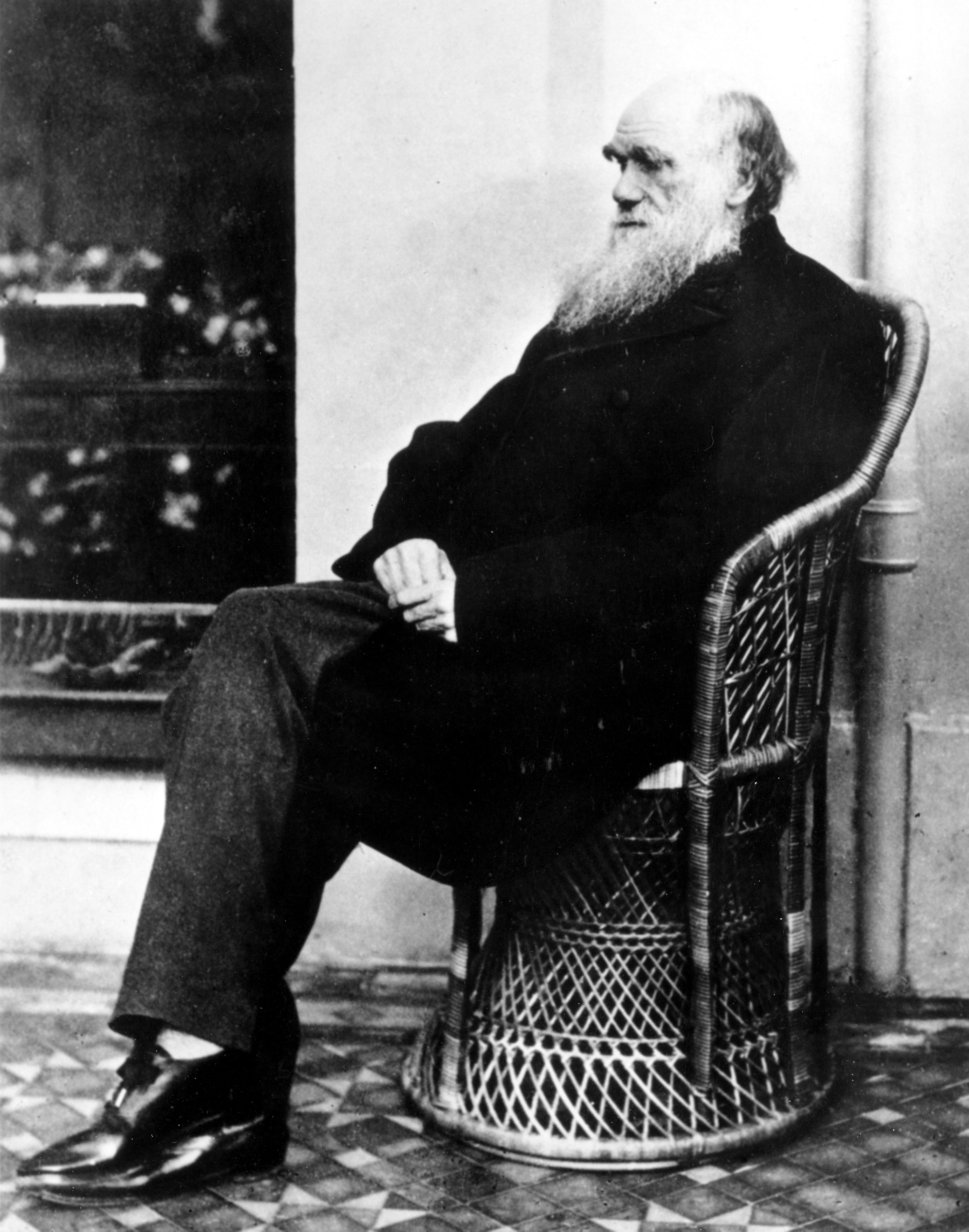 Δαρβίνος Δαρβίνος