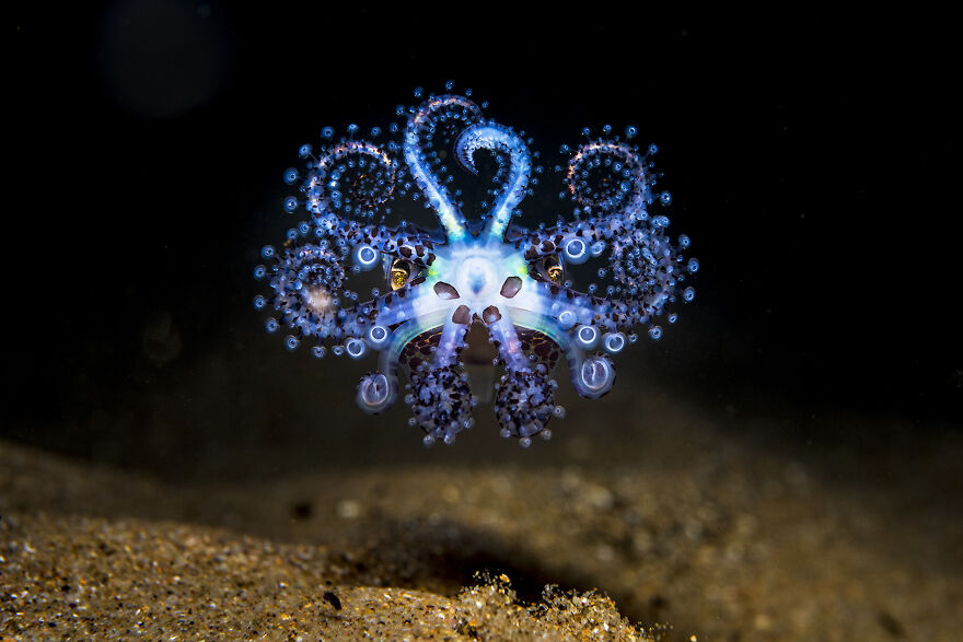 01-ocean-photography-awards-2021.jpg 01-ocean-photography-awards-2021.jpg