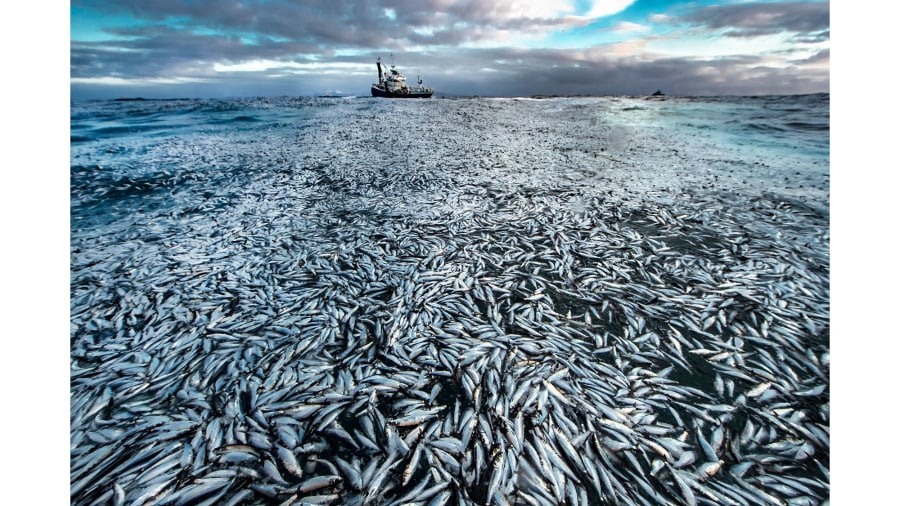 Wildlife Photographer of the Year Wildlife Photographer of the Year
