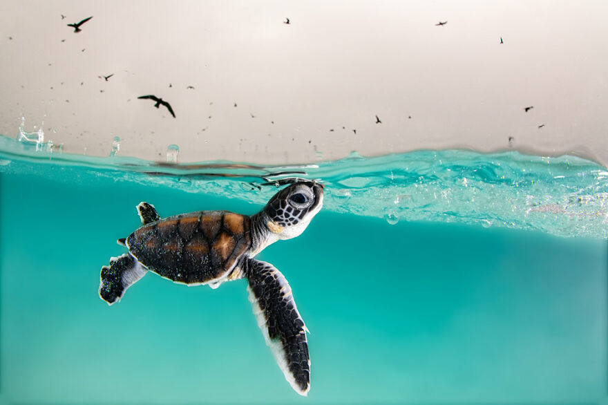 06-ocean-photography-awards-2021.jpg 06-ocean-photography-awards-2021.jpg