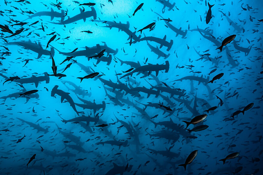 07-ocean-photography-awards-2021.jpg 07-ocean-photography-awards-2021.jpg