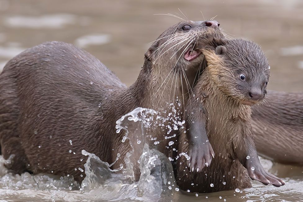 comedy_wildlife_photography_awards05.jpg Comedy Wildlife Photography Awards