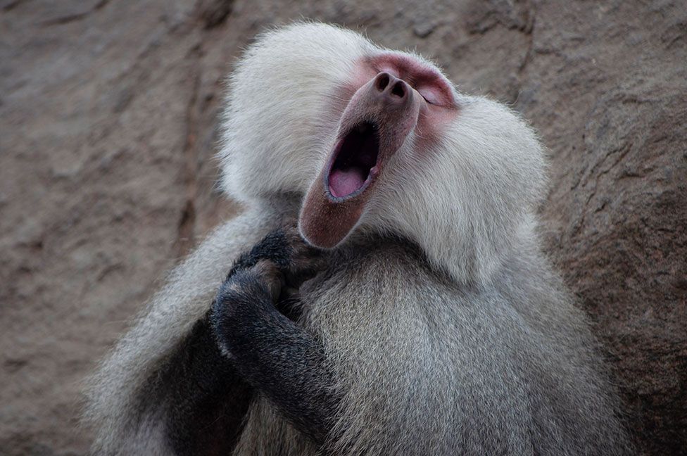 comedy_wildlife_photography_awards07.jpg comedy_wildlife_photography_awards07.jpg