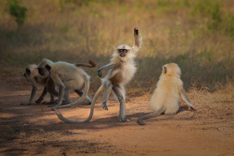 comedy_wildlife_photography_awards08.jpg Comedy Wildlife Photography Awards