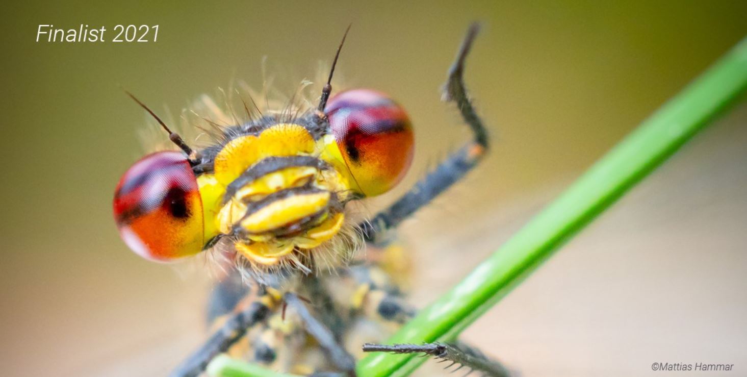 comedy_wildlife_photography_awards.jpg Comedy Wildlife Photography Awards