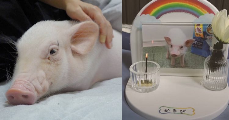 pet-pig-750x394.jpg pet-pig-750x394.jpg