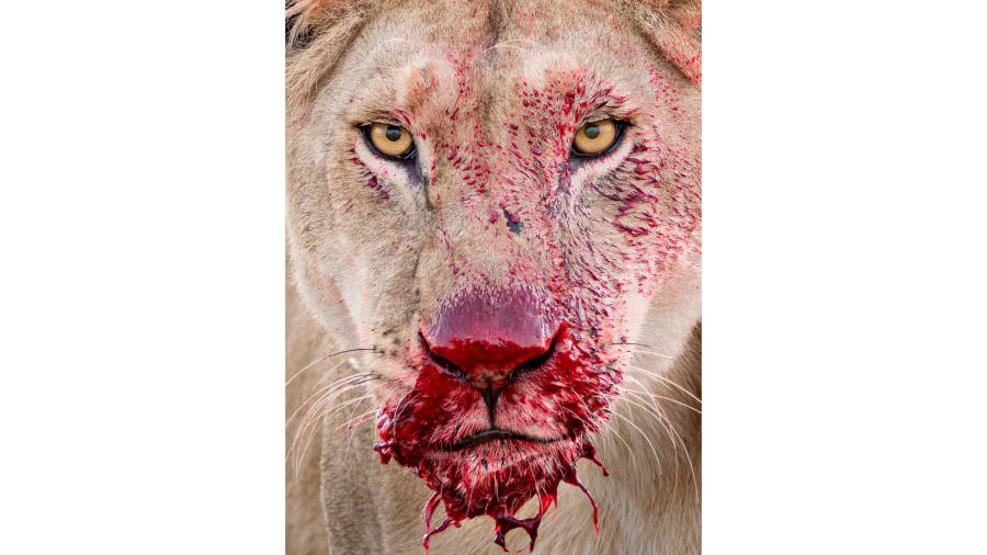 wildlife_photographer_of_the_year.jpg Wildlife Photographer of the Year