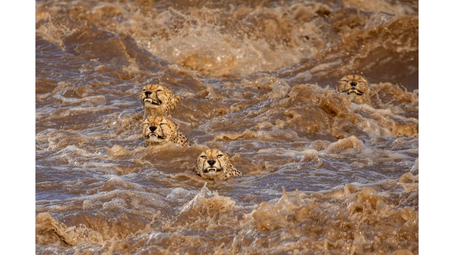 wildlife_photographer_of_the_year_01.jpg Wildlife Photographer of the Year