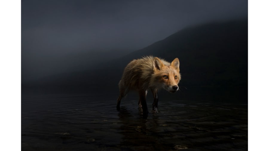wildlife_photographer_of_the_year_02.jpg Wildlife Photographer of the Year