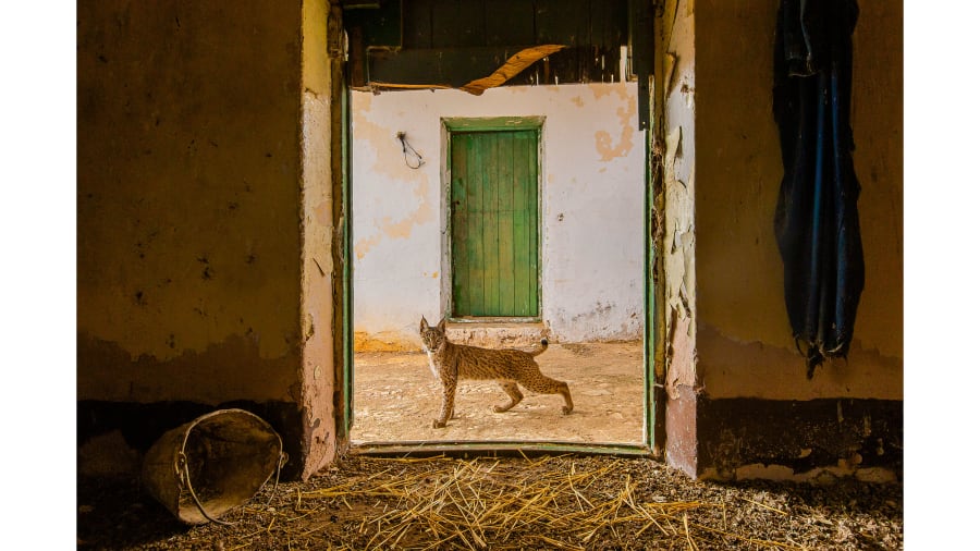 wildlife_photographer_of_the_year_03.jpg Wildlife Photographer of the Year