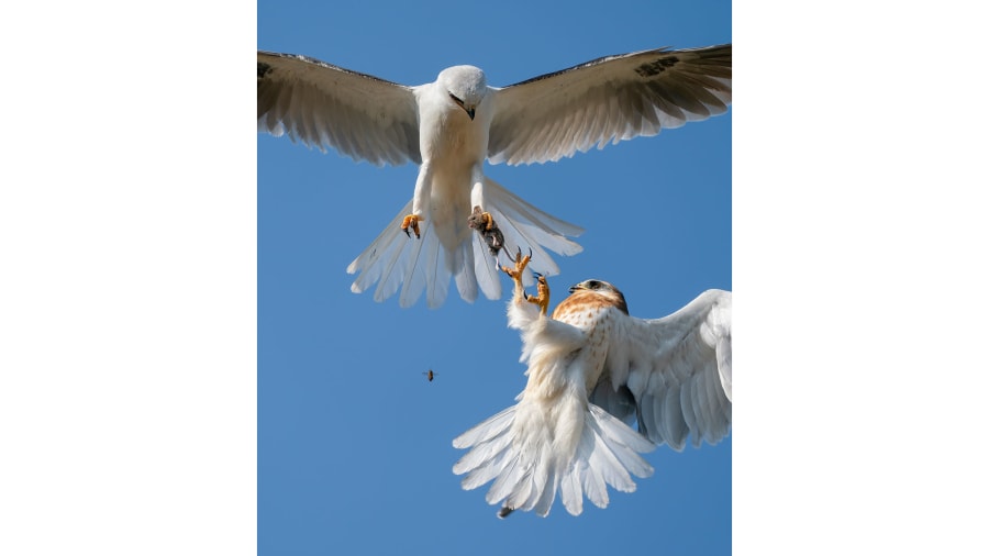 wildlife_photographer_of_the_year_05.jpg Wildlife Photographer of the Year