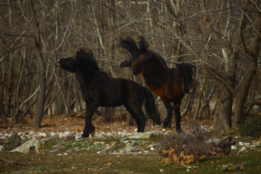 carnetaloga2.jpg carnetaloga2.jpg