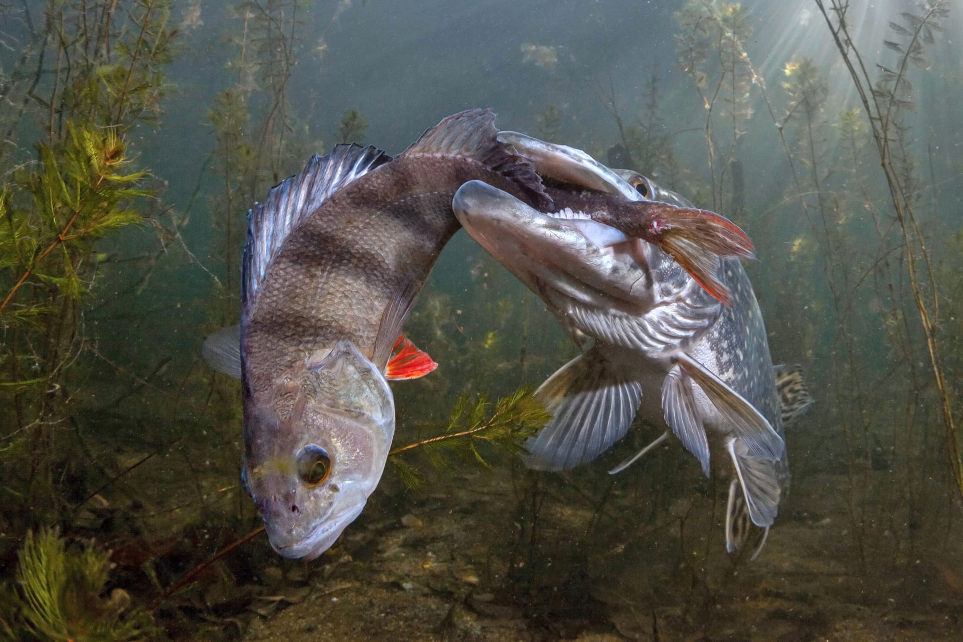 nature_conservancy_11.jpg nature_conservancy_11.jpg