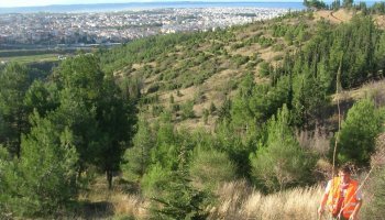 Δάσος του Σέιχ Σου