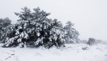 χιόνια