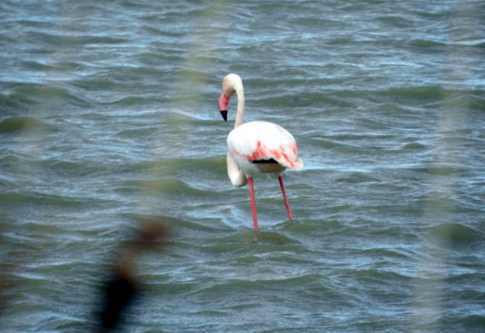 flamingo-lefkada4.jpg flamingo-lefkada4.jpg